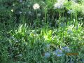 Juin2012 086.jpg